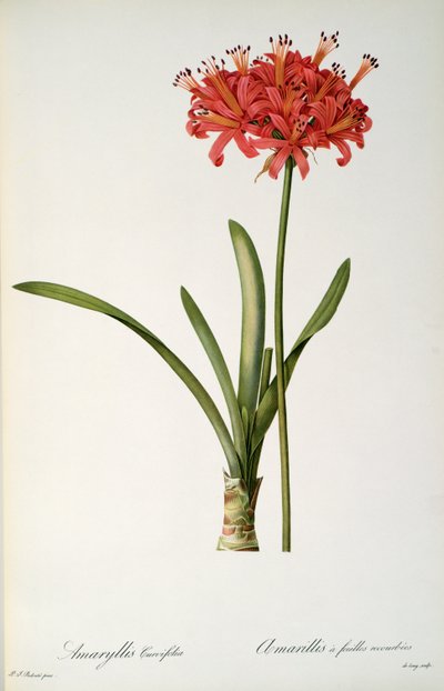 Amaryllis Curvifolia, da 